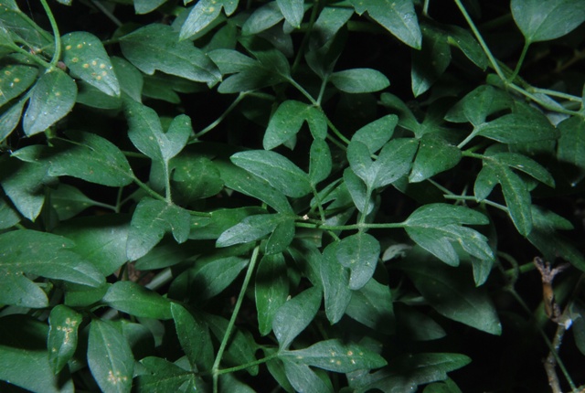 Clematis flammula